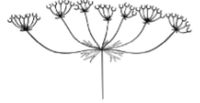 <p>Umbels inflorescence</p>