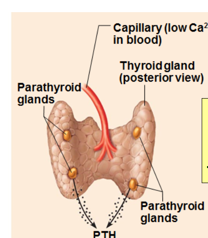 <p>Humoral stimulus</p>