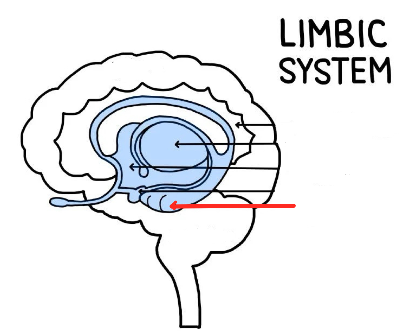 <p>Part of the brain that plays a role in memory, especially spatial memory— the memory of the physical layout of things in our environment</p><ul><li><p>When we make a mental map of how to get from one place to another</p></li><li><p>Damage leads to problems forming new memories, but leaves old ones in tact</p></li></ul><p></p>