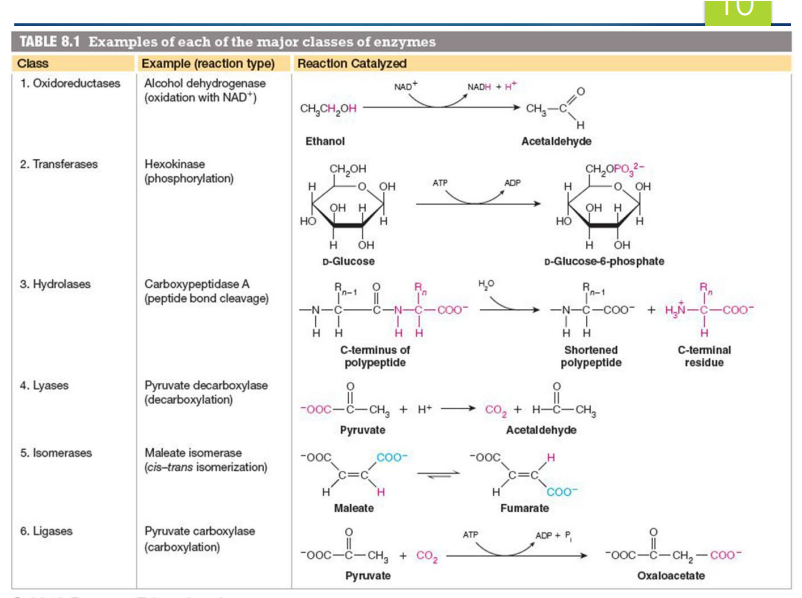 <ul><li><p><span><strong>Oxidoreductases</strong> - oxidation reduction reactions </span></p></li><li><p><span><strong>Transferases</strong> - transfers a functional group between 2 compounds </span></p></li><li><p><span><strong>Hydroxylases</strong>- hydrolyzes (adds water to split molecule) </span></p></li><li><p><span><strong>Lyases</strong>- break it by removing something</span></p></li><li><p><span><strong>Isomerases</strong> - making isomer </span></p></li><li><p><span><strong>Ligases</strong>&nbsp; - combining things using ATP </span></p></li></ul><p></p>