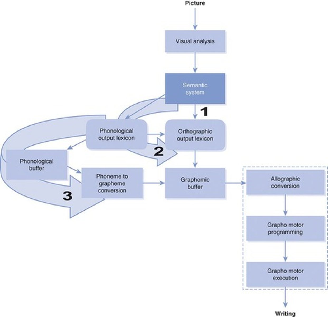 <p>A model describing the processes involved in writing.</p>