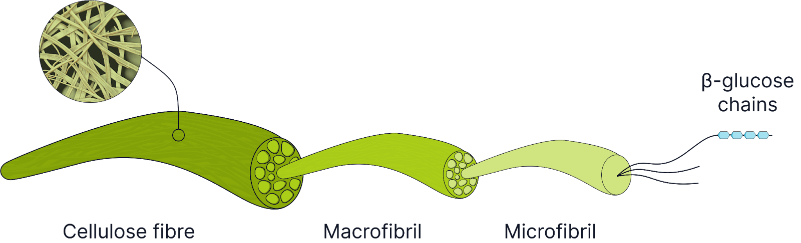<p><strong>Cellulose (Structural in Plants)</strong></p>