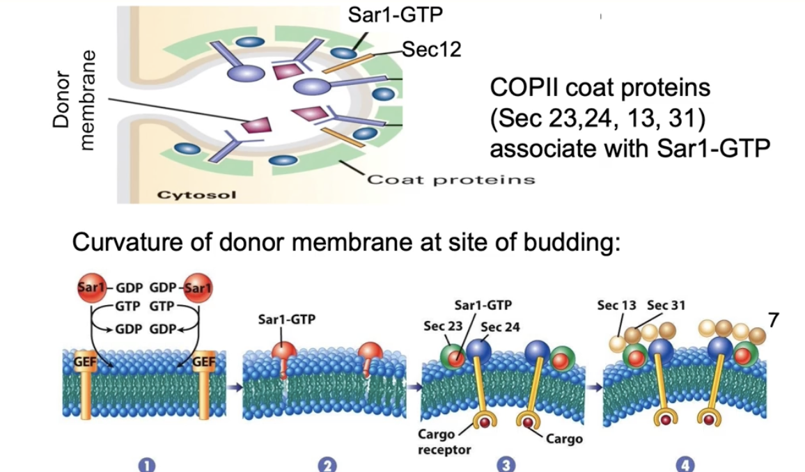 <ul><li><p>Sar1-GTP binds <strong>Sec23</strong> directly and <strong>Sec24</strong> indirectly</p></li><li><p>Sec13 and Sec31 coat proteins accumulate next</p></li><li><p>The COP II coat proteins have a natural curve that bends the membrane</p></li><li><p>This bending causes the membrane to form a bud, leading to vesicle formation</p></li></ul><p></p>