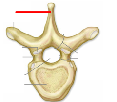 <p>Spiked part of Vertebrae</p>