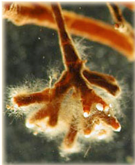 <p><span><strong>Knowing that the fungal hyphae around this root do not penetrate inside the root cells, this is/are…</strong></span></p><p><br><span>a. Endomycorrhiza</span></p><p style="text-align: left;"><span>b. Arbuscular mycorrhiza</span></p><p style="text-align: left;"><span>c. Ectomycorrhiza</span></p><p style="text-align: left;"><span>d. Root nodules</span></p>