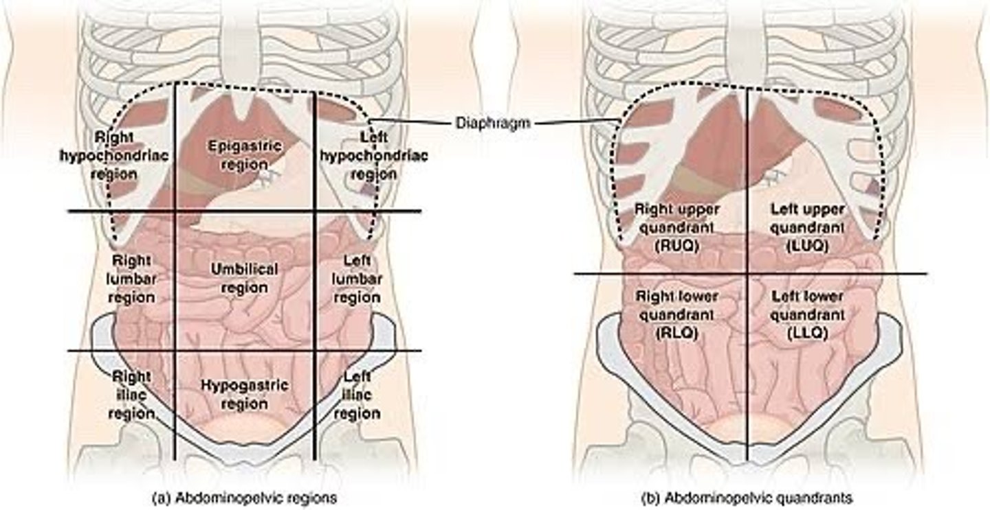 <p>Anatomists &amp; health-care professional partition the abdominopelvic cavity to locate aches, pains, injuries, and abnormalities in these relative areas</p>