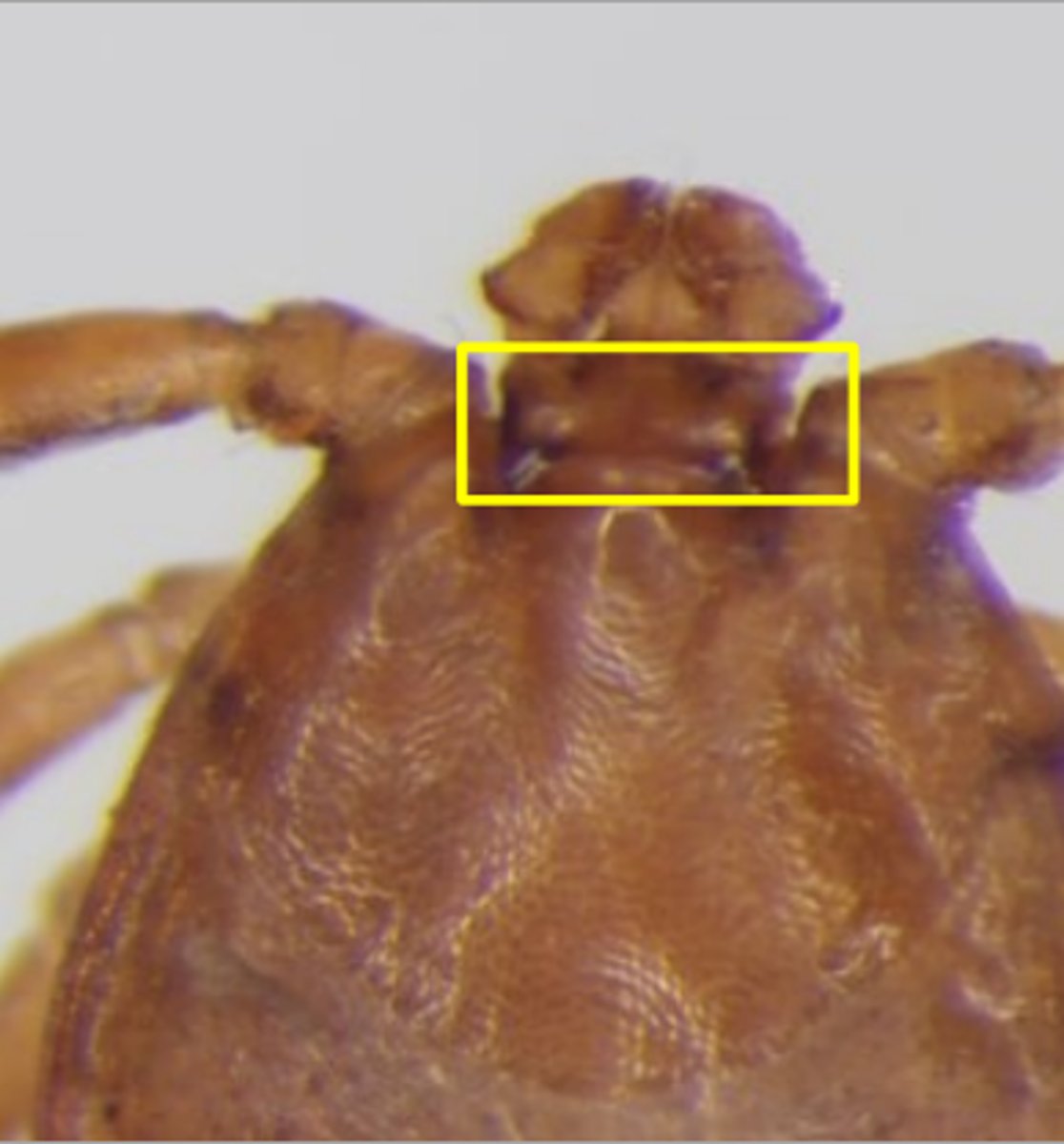<p>This tick was found on cows in Virginia. What tick is this?</p>