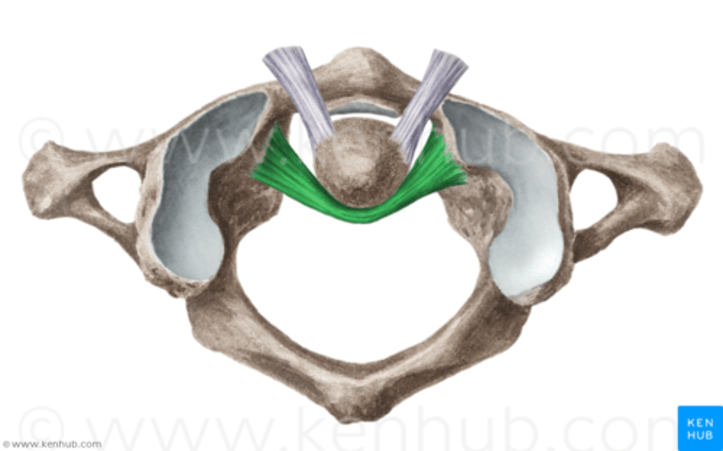 <p>Forms a collar around the Dens; maintaining median atlantodental joint; Rupture may lead to injury of spinal cord by wandering Dens</p>