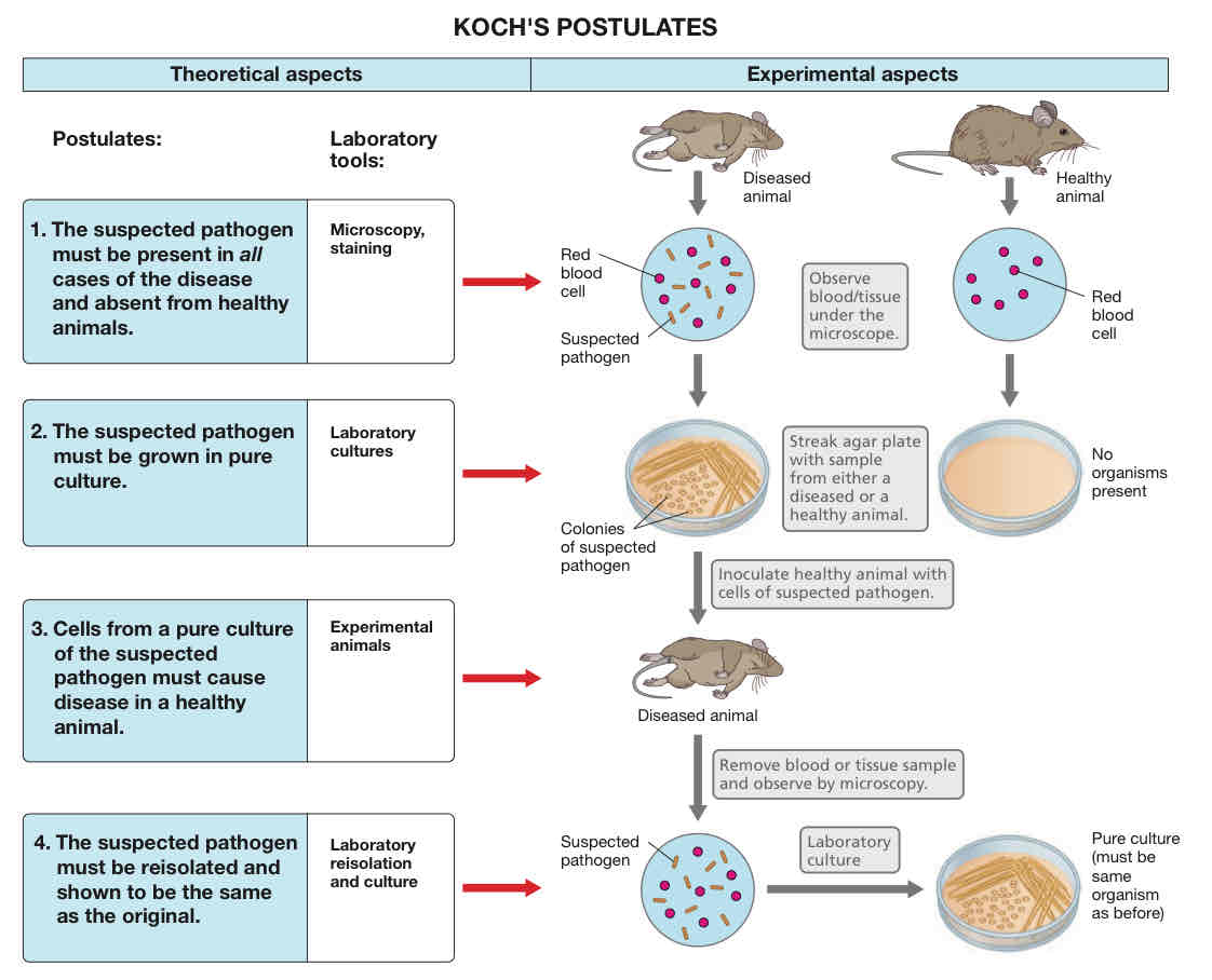 <ul><li><p>These postulates served as the guide to discover the causative agents of diseases.</p></li></ul><ol><li><p>The suspected pathogen must be present in all cases of the disease and absent from healthy animals.</p></li><li><p>The suspected pathogen must be grown in pure culture.</p></li><li><p>Cells from a pure culture of the suspected pathogen must cause disease in a healthy animal.</p></li><li><p>The suspected pathogen must be reisolated and shown to be the same as the original.</p></li></ol>