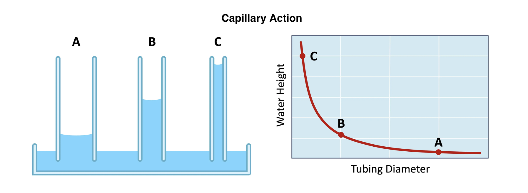 <p>&nbsp;A water molecule is able to stick to other polar or charged molecules via the formation of polar associations</p><ul><li><p>Water is attracted to charged or polar surfaces, like cellulose in plant cell walls. This attraction helps water move upward against gravity, a process called capillary action.</p></li><li><p>The strength of the capillary action will be dependent on the diameter of the pore through which the water moves (smaller diameter = more action)</p></li></ul><p></p>