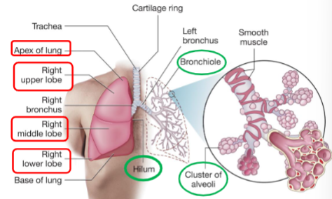 <ul><li><p><span style="background-color: transparent;">The lungs are spongy, air-filled structures.</span></p></li><li><p><span style="background-color: transparent;">The right lung contains three lobes (divisions) and the left lung contains two.</span></p></li></ul><p><span style="background-color: transparent;">-Right upper lobe (RUL)</span></p><p><span style="background-color: transparent;">-Right middle lobe (RML)</span></p><p><span style="background-color: transparent;">-Right lower lobe (RLL)</span></p><p><span style="background-color: transparent;">-Left upper lobe (LUL)</span></p><p><span style="background-color: transparent;">-Left lower lobe (LLL)</span></p><ul><li><p><span style="background-color: transparent;">The top of the lung is the <strong>apex.</strong></span></p></li><li><p><span style="background-color: transparent;">The base rests on the diaphragm</span></p></li></ul><p></p>
