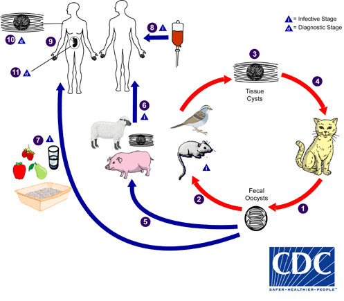 <p>1: <span>Unsporulated oocysts are shed in the cat’s feces</span></p><p><span>2: Intermediate hosts in nature become infected after ingesting soil (Oocysts take 1–5 days to sporulate in the environment and become infective)</span></p><p><span>3: Oocysts → tachyzoites shortly after ingestion, tachyzoites localize in neural and muscle tissue and develop into tissue cyst bradyzoites</span></p><p><span>4: Cats become infected after consuming intermediate hosts</span></p><p>5: <span>Eating undercooked meat, contaminated food, Blood transfusion, mother to fetus</span></p>