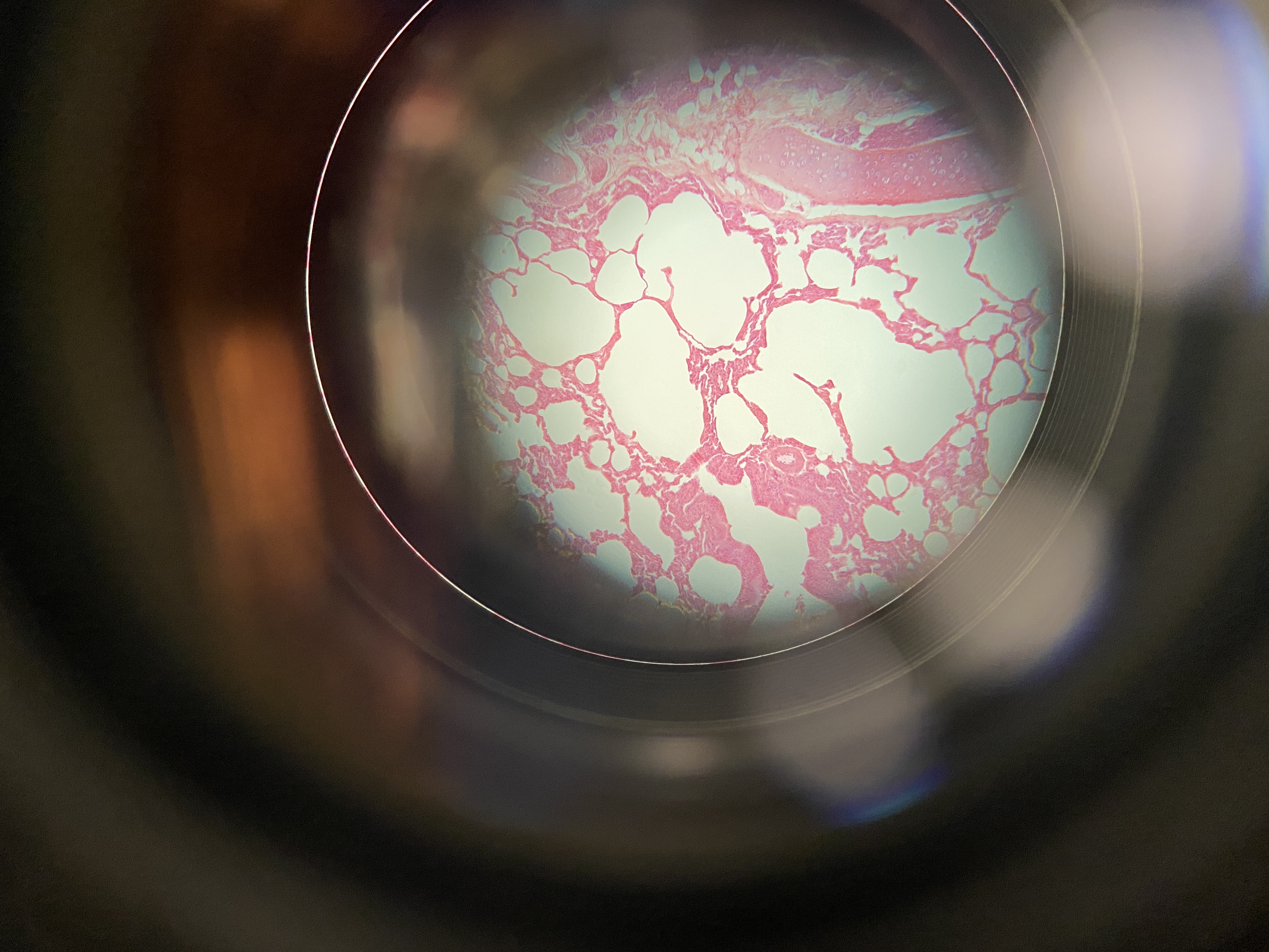 <p>Name the cell</p>