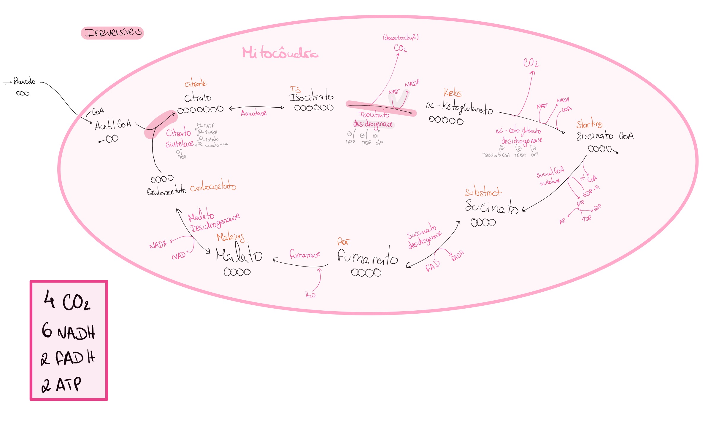 <p>1- Acetil-CoA + oxaloacetato → Citrato (citrato sintetase)</p><p>2- Citrato → isocitrato (aconitase)</p><p>3- Isocitrato → alfa-cetoglutarato (isocitrato desidrogenase) [existe livertação de CO2 e formação de NADH]</p><p>4- Alfa-cetoglutarato → Succinil CoA (alfa-cetoglutarato desidrogenase) [formação de NADH]</p><p>5- Succinil CoA → Succinato (succinil-CoA sintetase) [com a libertação de CoA, é libertada um pouco de energia que transforma GDP+P→GTP; ADP “rouba o fosfato“ e converte em ATP (segundo o ninja nerd)]</p><p>6- Succinato→ Fumarato (succinato desidrogenase) [formação de FADH]</p><p>7- Fumarato → Malato (fumarase) [adição de H2O]</p><p>8- Malato → Oxaloacetato (malato desidrogenase) [formação de NADH]</p>
