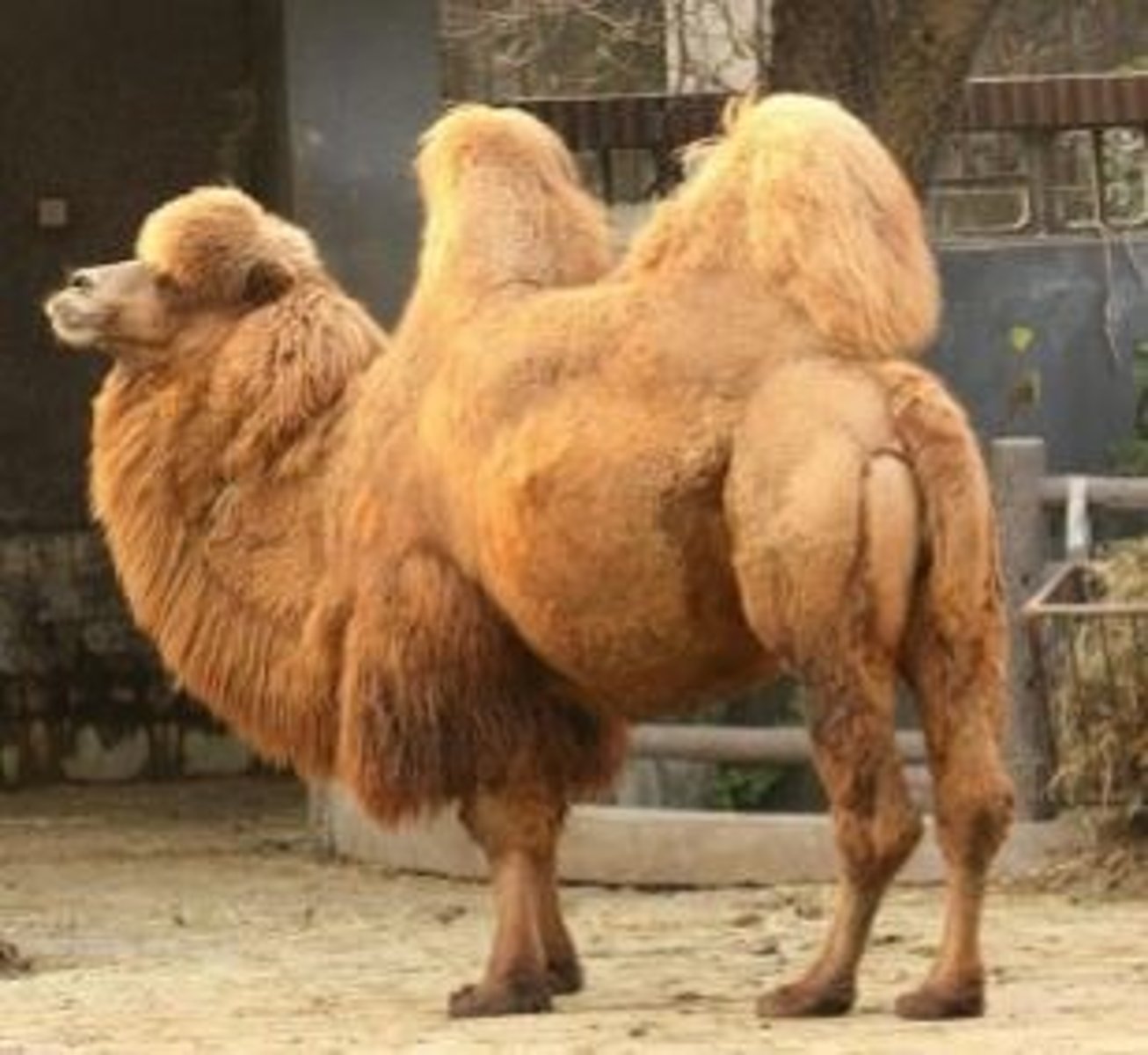 <p>What animal is this?</p>