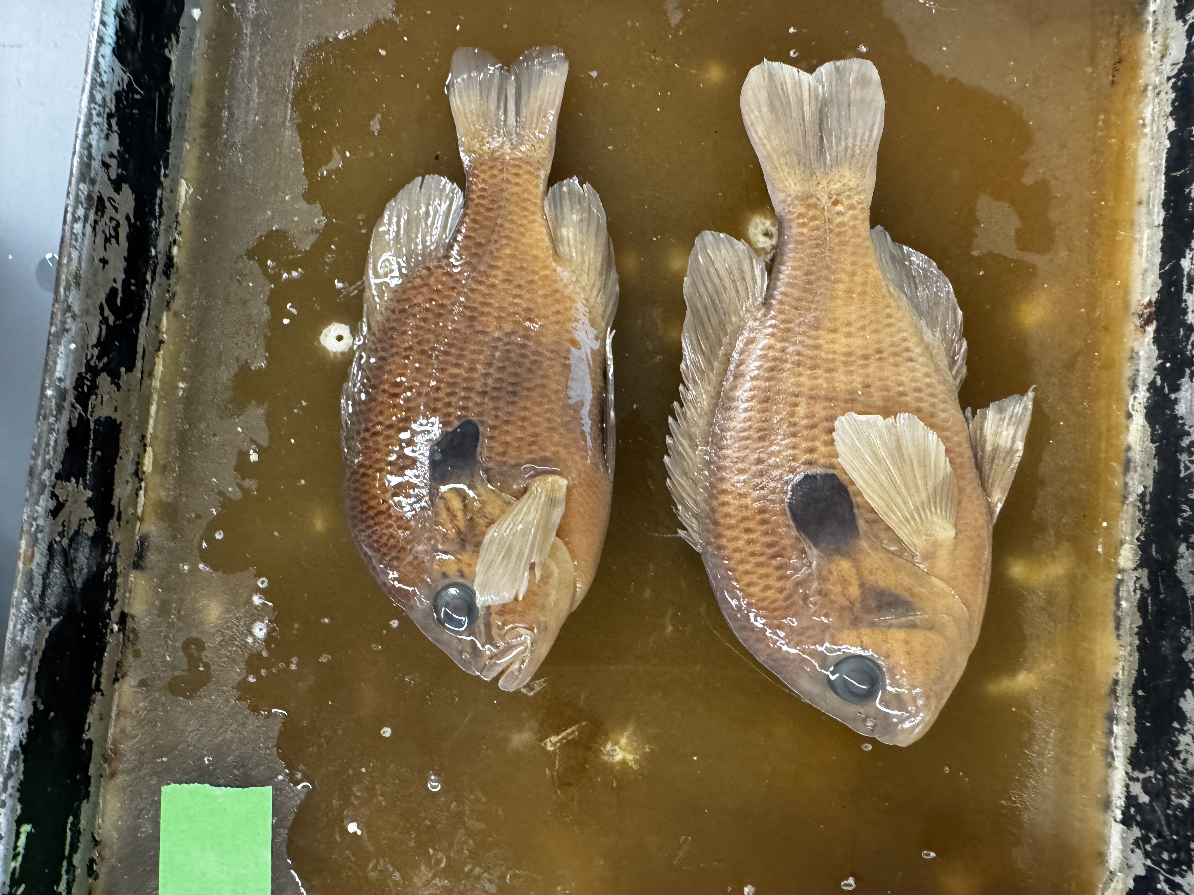 <p>Family:</p><p>Species:</p><p>Scientific:</p>