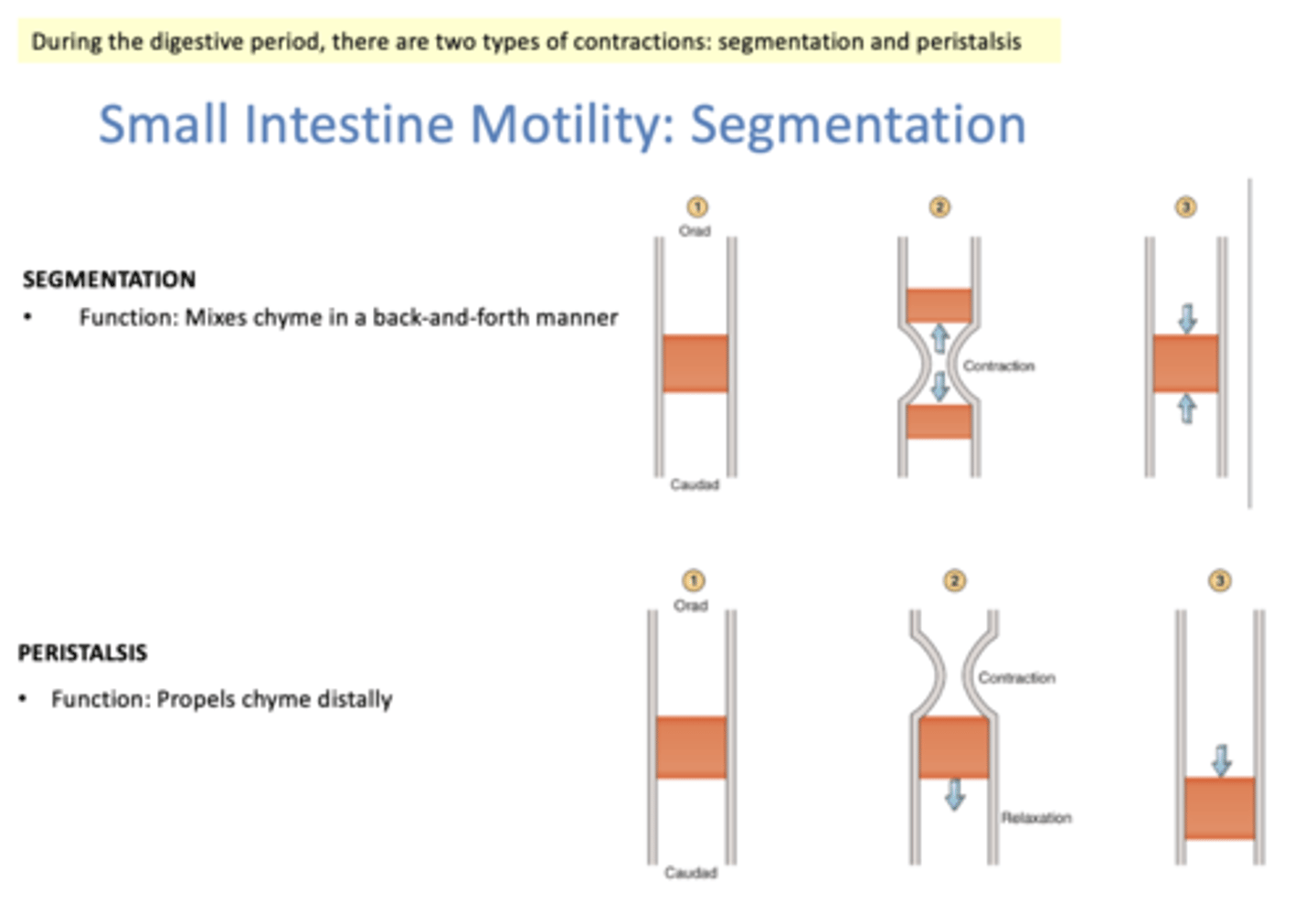 <p>Mixes chyme in a back-and-forth manner</p>