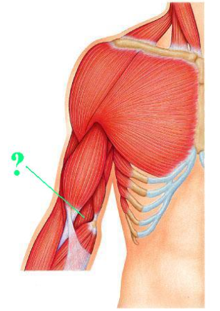 <p><span>Identify the indicated muscle.</span></p>