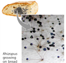 <ul><li><p>fast-growing food molds of bread, fruit, potatoes, etc.</p></li><li><p>some considered decomposers</p></li><li><p>some considered parasites of plants</p></li><li><p>Ex: <em>Rhizopus stolonifer</em> (Black Bread Mold)</p></li></ul><p></p>