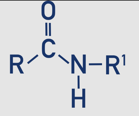 <p>The nitrogen is bonded to one hydrogen atom and one organic group (𝑅−𝐶(=𝑂)−𝑁𝐻𝑅′)</p>