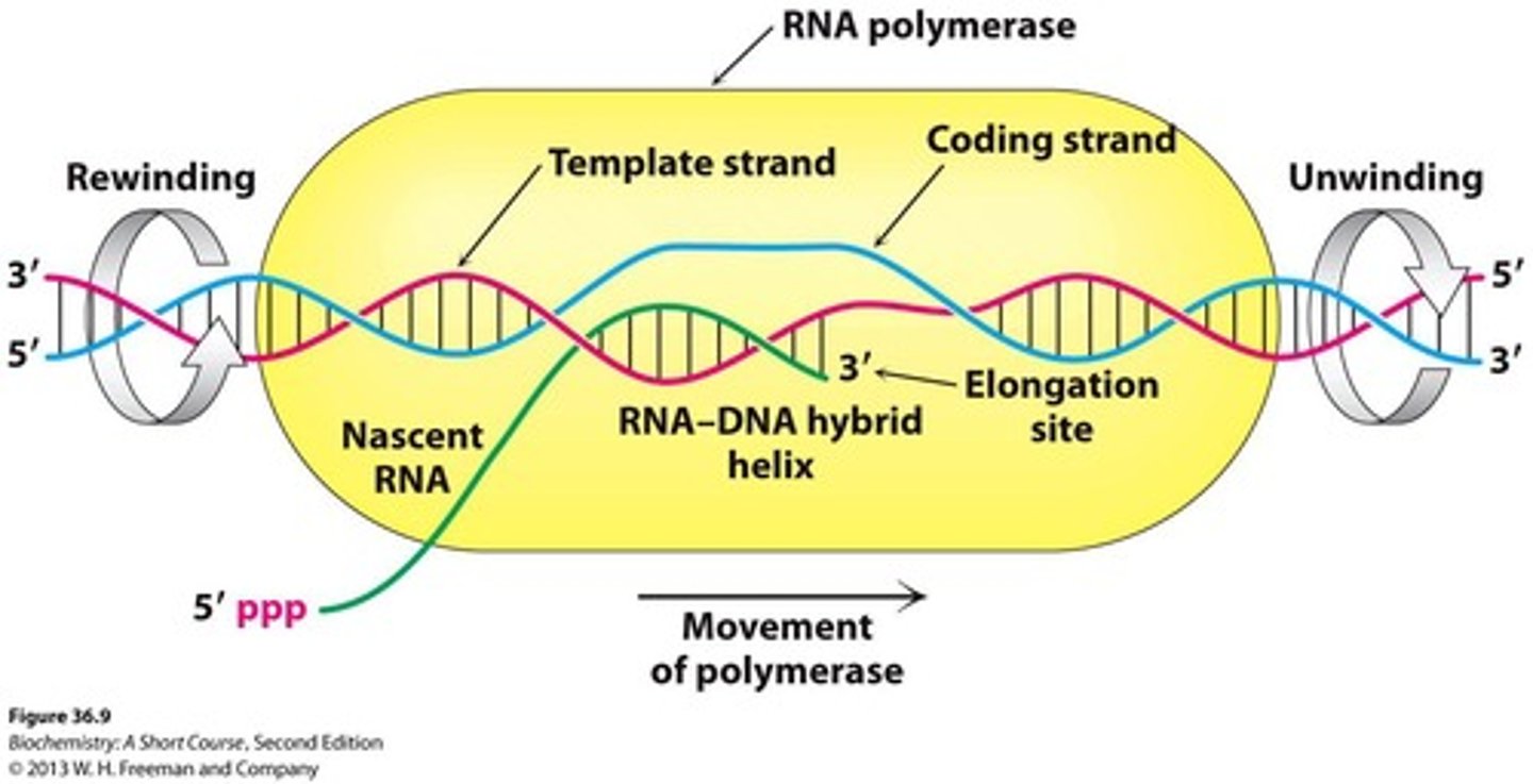 <p>H-bonded complementary base pairs are formed (A-U, T-A, G-C, C-G).</p>