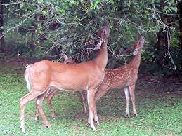 <p><span>the act of an animal eating plants</span></p>