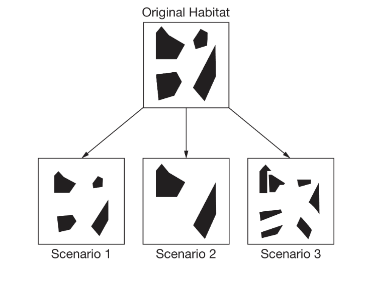 <p>The diagram shows how a patch of habitat could possibly be altered.</p><p></p><p>Which of the following would be the most likely explanation for the changes shown in Scenario 3 ?</p><p><strong>A</strong></p><p>Native species were replanted in the areas, which led to fewer niches.</p><p><strong>B</strong></p><p>Roads and electric power lines subdivided the landscape into smaller pieces and decreased the amount of available habitat.</p><p><strong>C</strong></p><p>The increased edge-to-interior ratio resulted in habitat fragmentation and the formation of smaller, more manageable parcels of land.</p><p><strong>D</strong></p><p>Habitat corridors were built to allow individuals between populations to mate, which helped to prevent inbreeding and reduce the genetic diversity often found in isolated populations.</p>