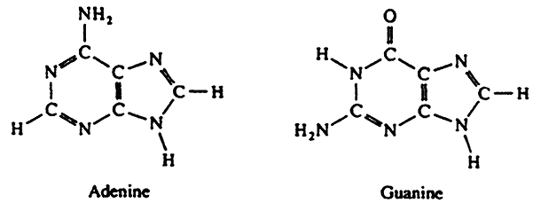 <p>Nitrogenous Bases with 2 Rings</p><p></p>