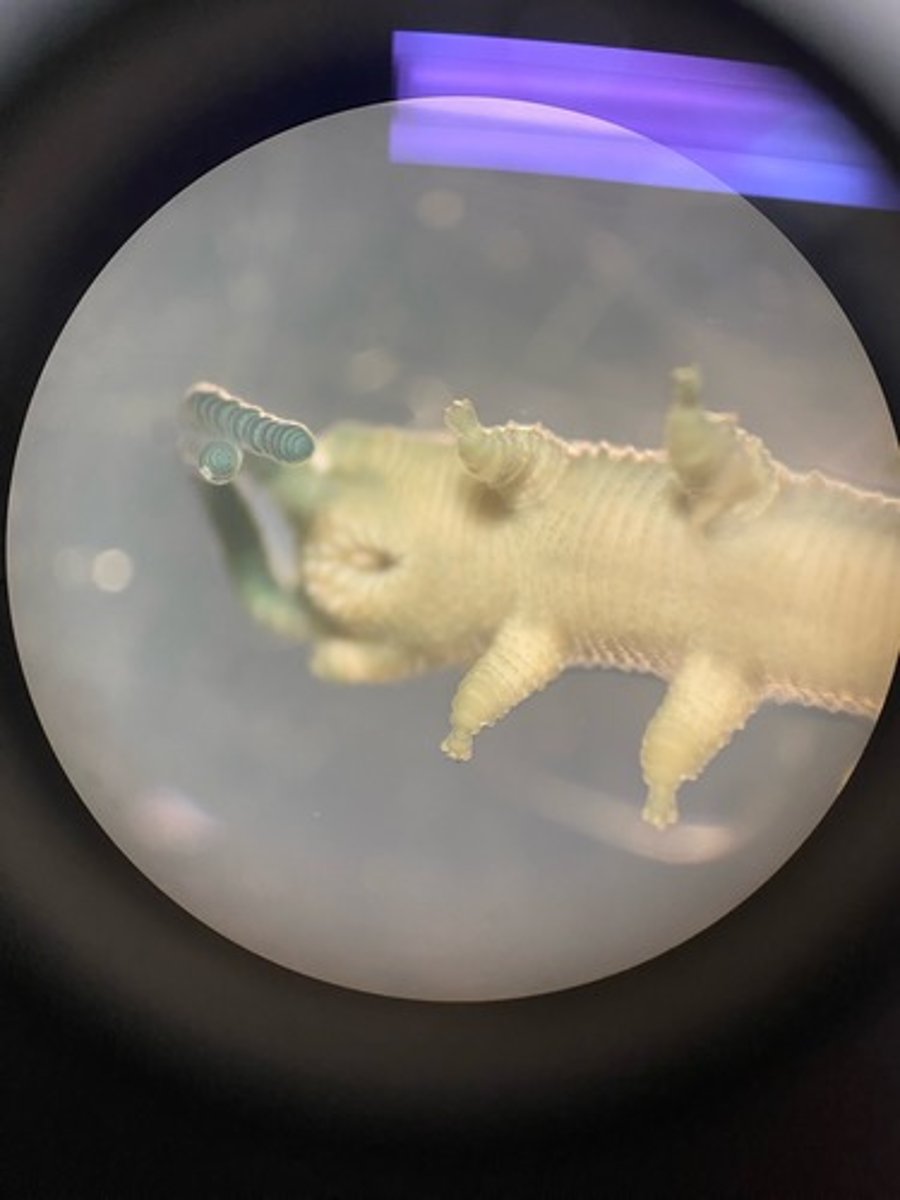 <p>What phylum is this species in?</p>