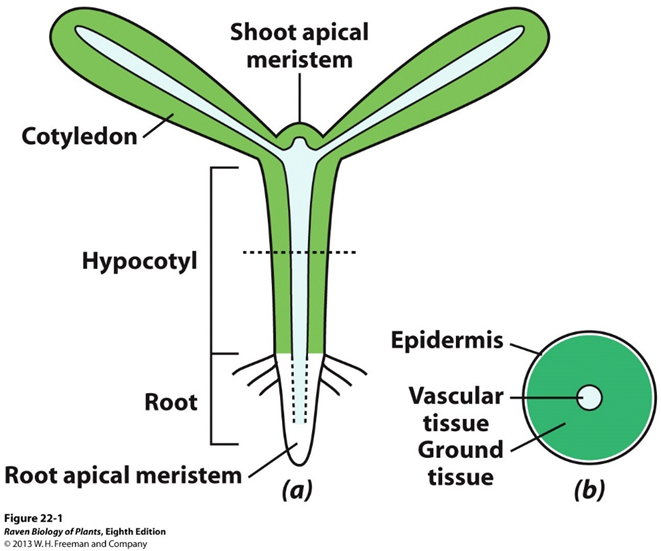 <p>study this image! </p>