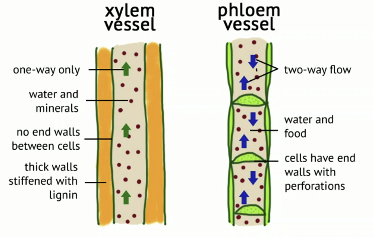 <p>Xylem Vessel: water &amp; nutrition go up</p><p>Phloem Vessel: sugar go up and down</p>