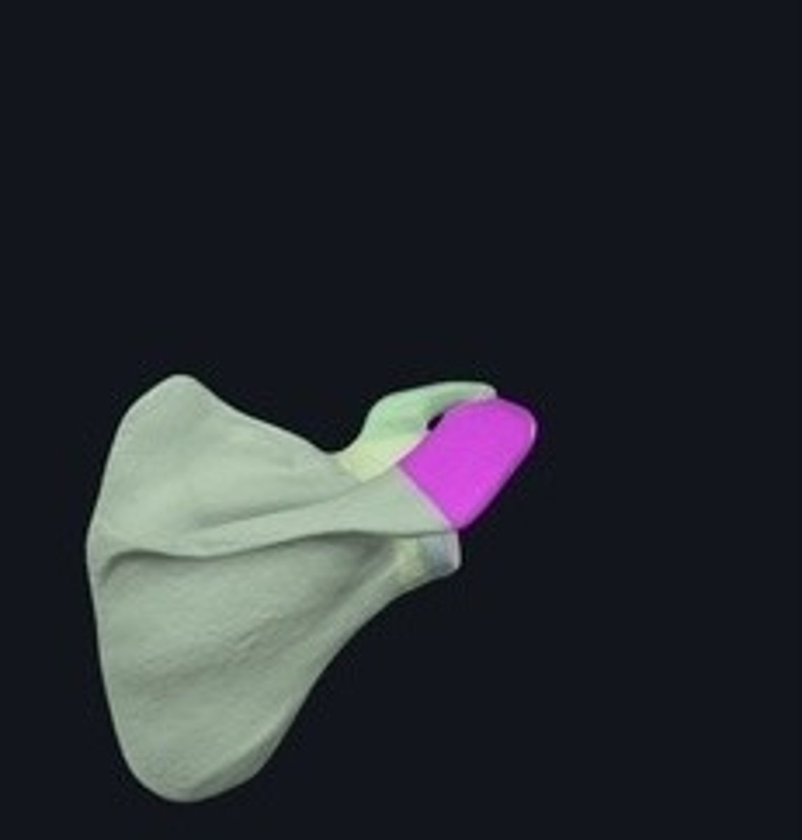 <p>Bony process on the scapula's superior aspect.</p>