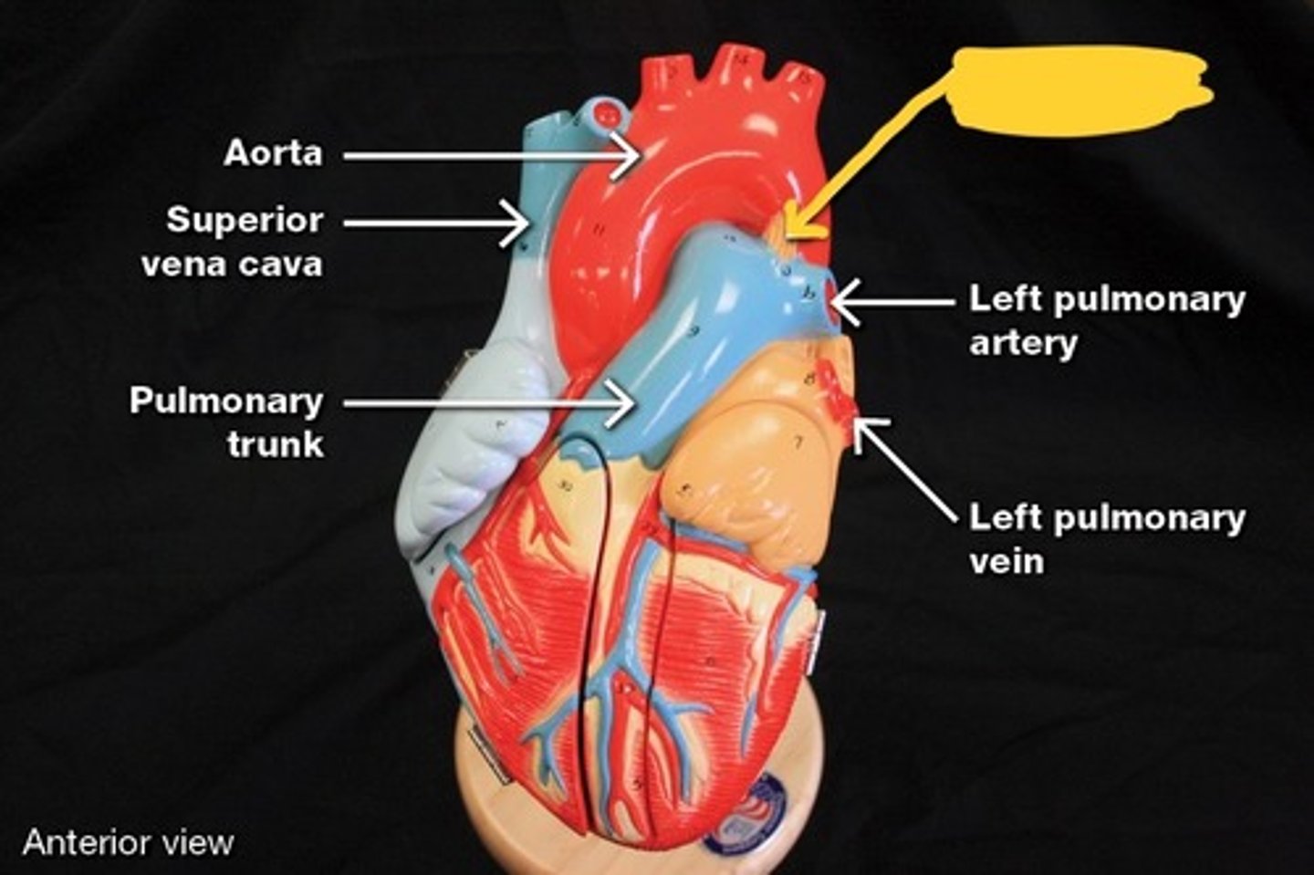 knowt flashcard image