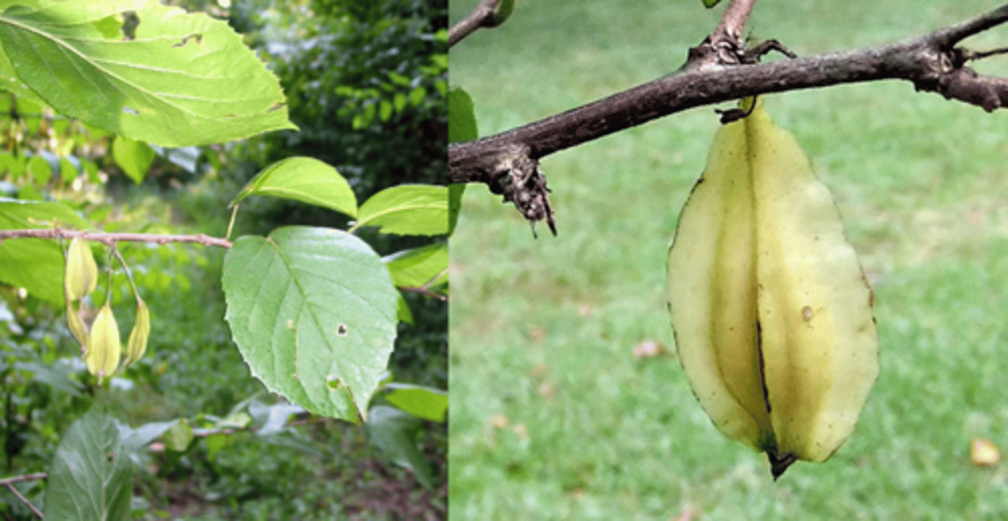 <p>two-winged silverbell</p>
