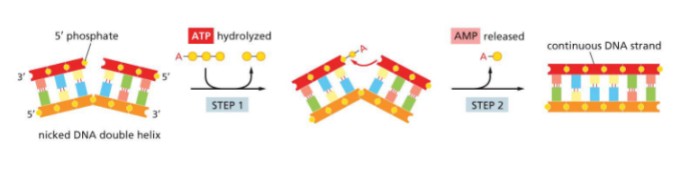 <p>A special DNA repair system is responsible for removal of RNA primer and replacing with DNA sequence</p><ul><li><p><span style="color: yellow;">Nucleases</span> remove primer</p></li><li><p><span style="color: rgb(130, 209, 255);">Repair polymerase</span> replaces DNA onto 3’ end of okazaki</p></li><li><p>Nicks sealed by <span style="color: rgb(127, 255, 146);">Ligase</span> — seal phosphodiester bond (doesnt need more nucleotides)</p><ul><li><p><u>uses ATP — hydrolyzes</u></p><ul><li><p>attaches amp to nick (adenosin monophosphate)</p></li><li><p>release amp</p></li><li><p>phosphodiester bond</p></li></ul></li></ul></li></ul><p></p>
