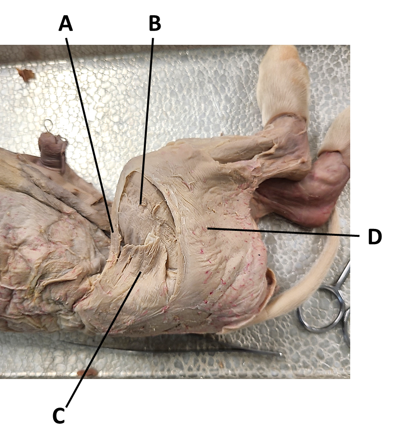 <p><span><span>Identify the muscle labeled by the letter C.</span></span></p>