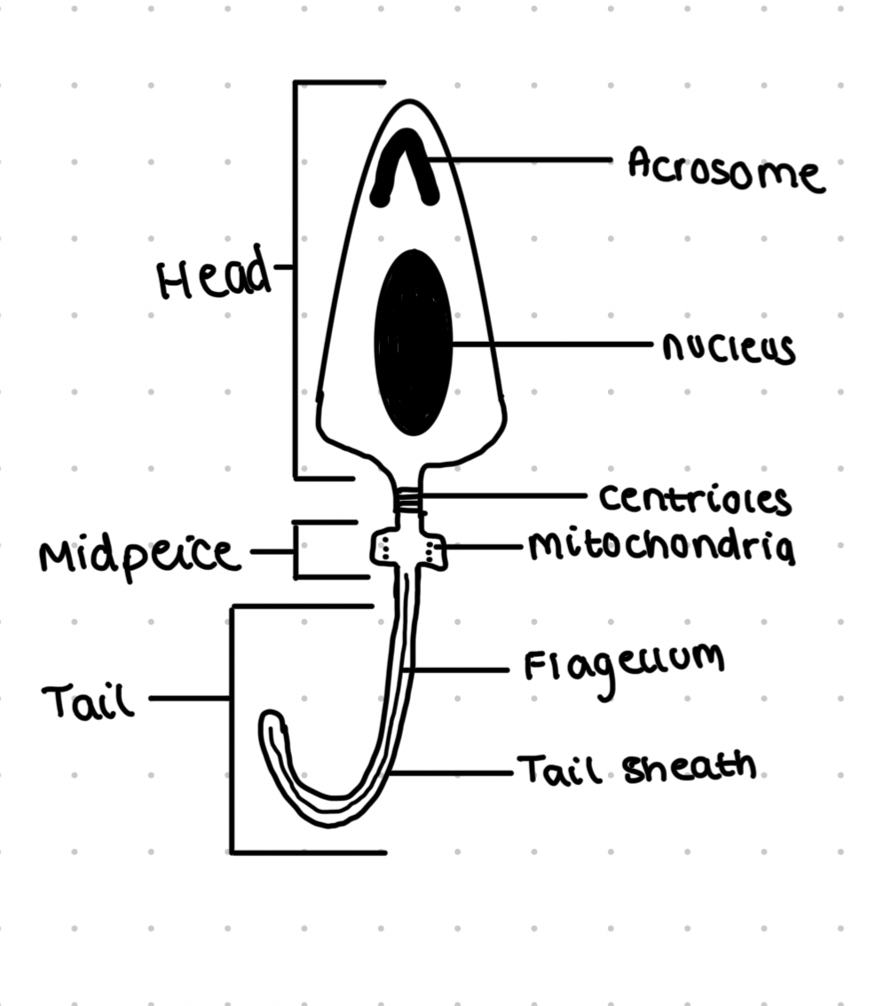 <ul><li><p>Male gametes</p></li><li><p>Have a tail for movement</p></li><li><p>A mid piece which contains many mitochondria to supply ATP for movement</p></li><li><p>Acrosome on the head of the sperm contains digestive enzymes to penetrate the egg</p></li></ul>