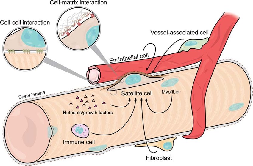 <p>surrounds neuron cell bodies in PNS</p>