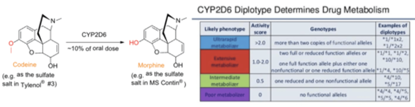 <p>CYP2D6</p>