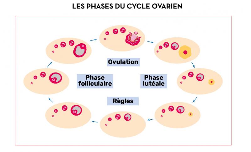 <ol start="2"><li><p>phase folliculaire (préovulatoire), dure du jours 5 à 13. Que se passe-t-il concrètement durant cette phase ?</p></li></ol>