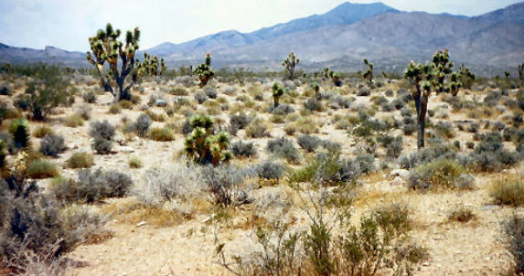 <p>Cálidos o fríos, muy pocas precipitaciones (&lt;250 mm/año), impredecibles, vegetación escasa adaptada a la falta de agua (xerófitos, etc.), muy baja producción primaria concentrada en cortos períodos, a veces suelos salinos/yesíferos.</p>