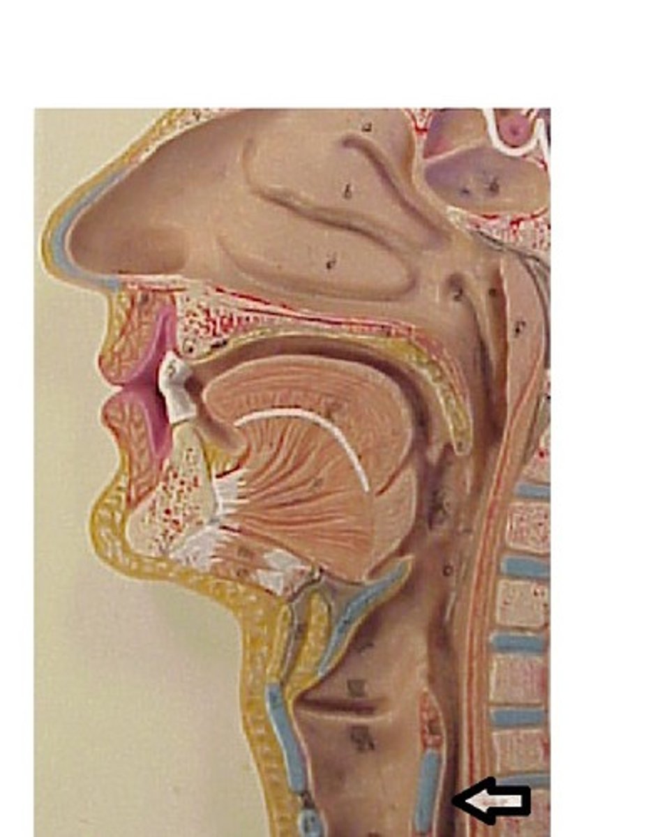 <p>Tube transporting food to the stomach.</p>