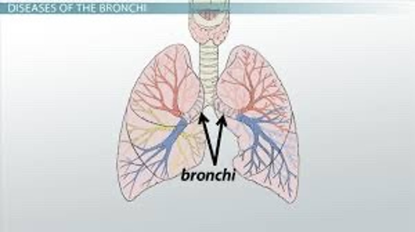 <p>.The trachea splits into these two tubes when they enter the lungs. (Air goes through these into the lungs)</p>