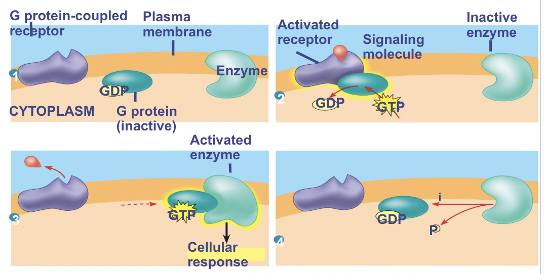 <p><span style="background-color: transparent; font-family: "Proxima Nova", sans-serif;"><span>Extremely widespread and diverse in their functions</span></span></p>