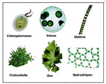 <p>What is the phylum and class?</p>