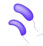<p>Bacteria that look like curved rods, or comma shaped</p>