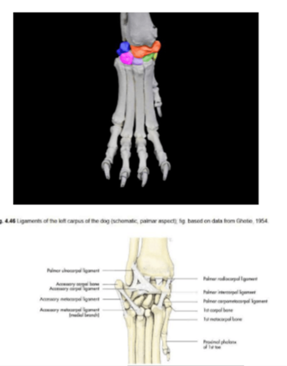 <p>intercarpal and carpometacarpal joint</p>