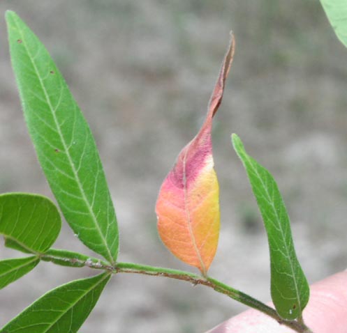 <p>Rhus lanceolata<br>(Sumac)</p>