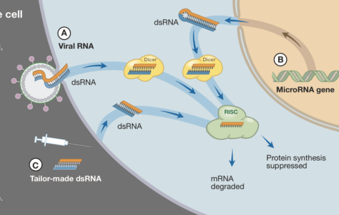 <p>1) RNAi destroys viral RNA that has been injected into the cell, preventing the formation of new viruses.</p><p>2) miRNA regulates the synthesis of many proteins by preventing translation.</p><p>3) dsRNA molecules can be customized to activate the RISC complex to degrade mRNA for a specific gene.</p>