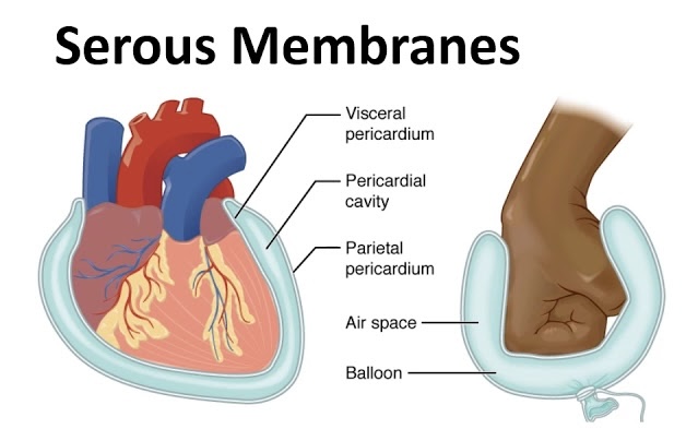 <p>3 Serous Membranes</p>